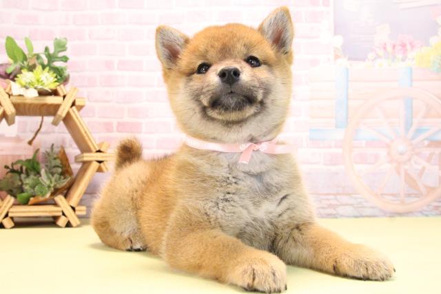 愛知県の柴犬(標準サイズ) (Coo&RIKU東海店/2025年10月17日生まれ/女の子/赤)の子犬の2枚目の画像