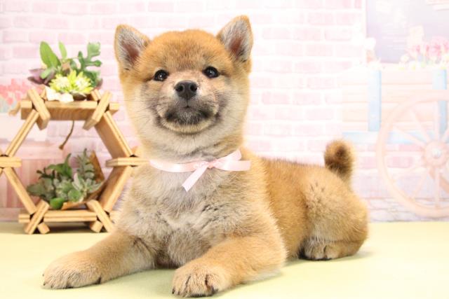 愛知県の柴犬(標準サイズ) (Coo&RIKU東海店/2025年10月17日生まれ/女の子/赤)の子犬の3枚目の画像