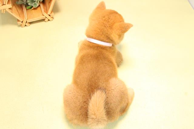 愛知県の柴犬(標準サイズ) (Coo&RIKU東海店/2025年10月17日生まれ/女の子/赤)の子犬の4枚目の画像