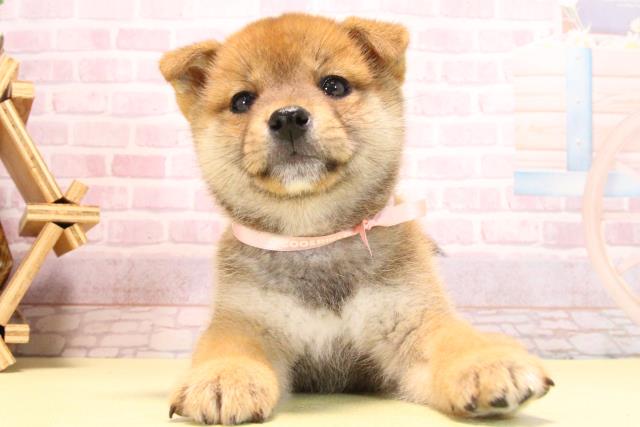 三重県の柴犬(標準サイズ) (Coo&RIKU四日市店/2025年10月17日生まれ/女の子/赤)の子犬の1枚目の画像