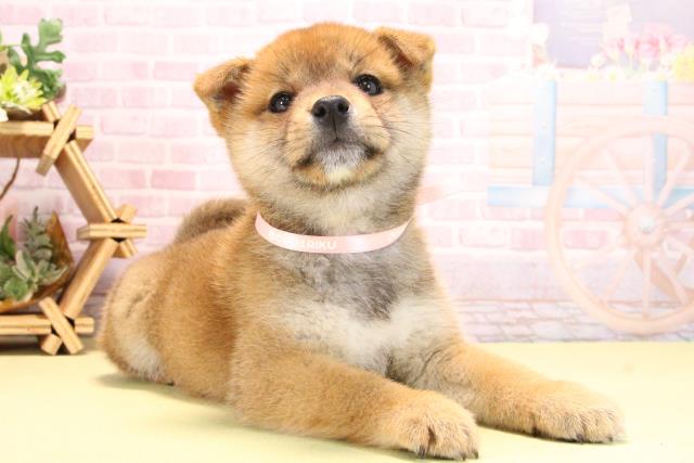 三重県の柴犬(標準サイズ) (Coo&RIKU四日市店/2025年10月17日生まれ/女の子/赤)の子犬の2枚目の画像