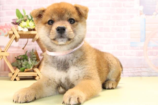 三重県の柴犬(標準サイズ) (Coo&RIKU四日市店/2025年10月17日生まれ/女の子/赤)の子犬の3枚目の画像