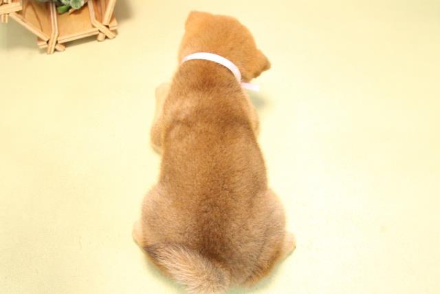 三重県の柴犬(標準サイズ) (Coo&RIKU四日市店/2025年10月17日生まれ/女の子/赤)の子犬の4枚目の画像