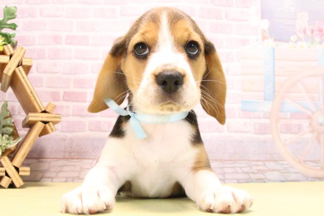 愛知県のビーグル (Coo&RIKU名古屋滝ノ水店/2025年10月17日生まれ/男の子/ブラックタンホワイト)の子犬の1枚目の画像