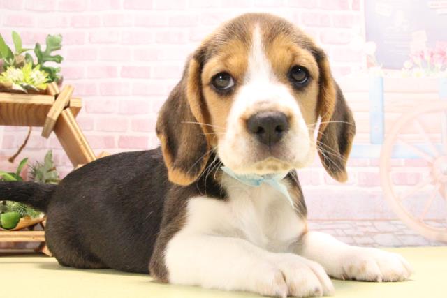 愛知県のビーグル (Coo&RIKU名古屋滝ノ水店/2025年10月17日生まれ/男の子/ブラックタンホワイト)の子犬の2枚目の画像