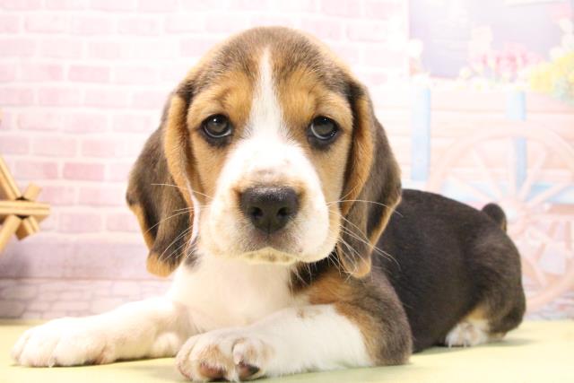 愛知県のビーグル (Coo&RIKU名古屋滝ノ水店/2025年10月17日生まれ/男の子/ブラックタンホワイト)の子犬の3枚目の画像