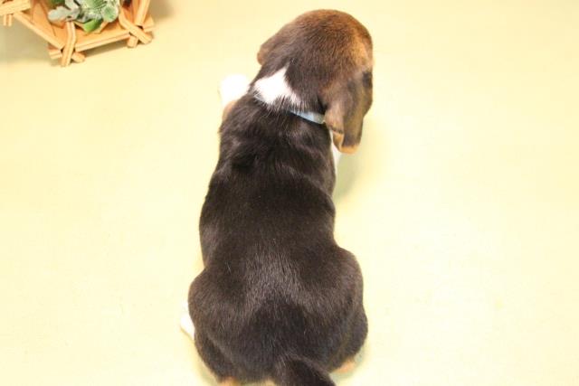 愛知県のビーグル (Coo&RIKU名古屋滝ノ水店/2025年10月17日生まれ/男の子/ブラックタンホワイト)の子犬の4枚目の画像