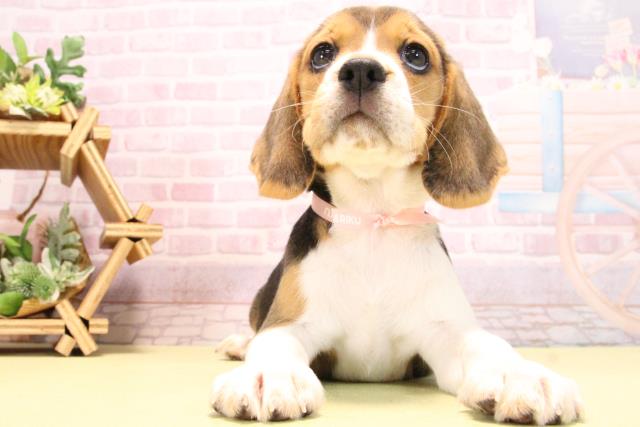 愛知県のビーグル (Coo&RIKU岡崎店/2025年10月17日生まれ/女の子/ブラックタンホワイト)の子犬の1枚目の画像