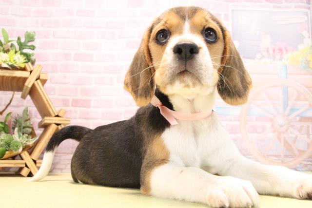 愛知県のビーグル (Coo&RIKU岡崎店/2025年10月17日生まれ/女の子/ブラックタンホワイト)の子犬の2枚目の画像