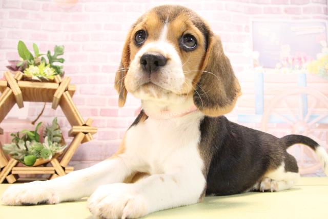 愛知県のビーグル (Coo&RIKU岡崎店/2025年10月17日生まれ/女の子/ブラックタンホワイト)の子犬の3枚目の画像