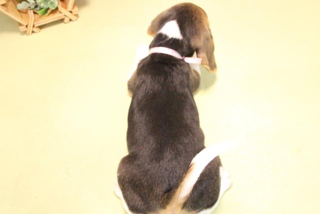 愛知県のビーグル (Coo&RIKU岡崎店/2025年10月17日生まれ/女の子/ブラックタンホワイト)の子犬の4枚目の画像