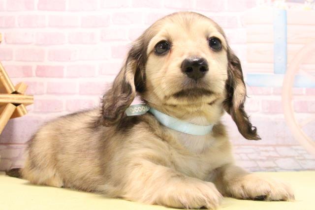 愛知県のミニチュアダックスフンド(ロング) (Coo&RIKU豊田店/2025年10月15日生まれ/男の子/シェーデットイエロー)の子犬の2枚目の画像