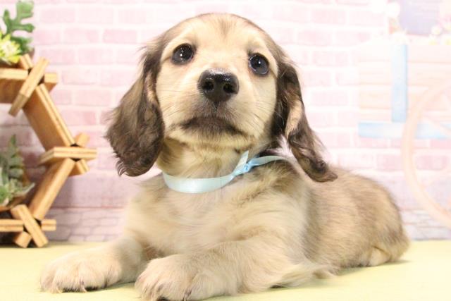 愛知県のミニチュアダックスフンド(ロング) (Coo&RIKU豊田店/2025年10月15日生まれ/男の子/シェーデットイエロー)の子犬の3枚目の画像