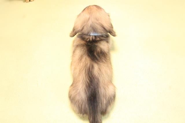 愛知県のミニチュアダックスフンド(ロング) (Coo&RIKU豊田店/2025年10月15日生まれ/男の子/シェーデットイエロー)の子犬の4枚目の画像