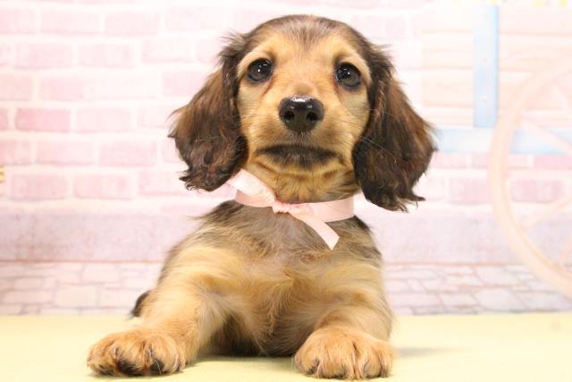 愛知県のミニチュアダックスフンド(ロング) (Coo&RIKU名古屋滝ノ水店/2025年10月15日生まれ/女の子/レッド)の子犬の1枚目の画像