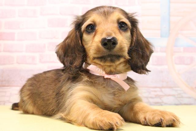 愛知県のミニチュアダックスフンド(ロング) (Coo&RIKU名古屋滝ノ水店/2025年10月15日生まれ/女の子/レッド)の子犬の2枚目の画像