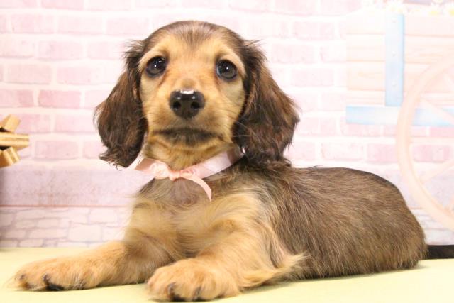 愛知県のミニチュアダックスフンド(ロング) (Coo&RIKU名古屋滝ノ水店/2025年10月15日生まれ/女の子/レッド)の子犬の3枚目の画像