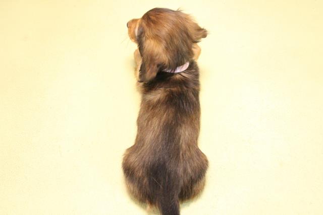 愛知県のミニチュアダックスフンド(ロング) (Coo&RIKU名古屋滝ノ水店/2025年10月15日生まれ/女の子/レッド)の子犬の4枚目の画像