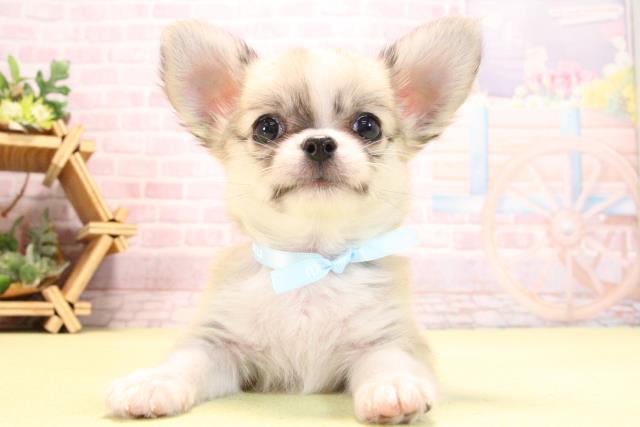 愛知県のチワワ(ロング) (Coo&RIKU東海店/2025年10月18日生まれ/男の子/フォーンホワイト)の子犬の1枚目の画像