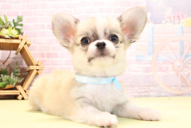 愛知県のチワワ(ロング) (Coo&RIKU東海店/2025年10月18日生まれ/男の子/フォーンホワイト)の子犬の2枚目の画像