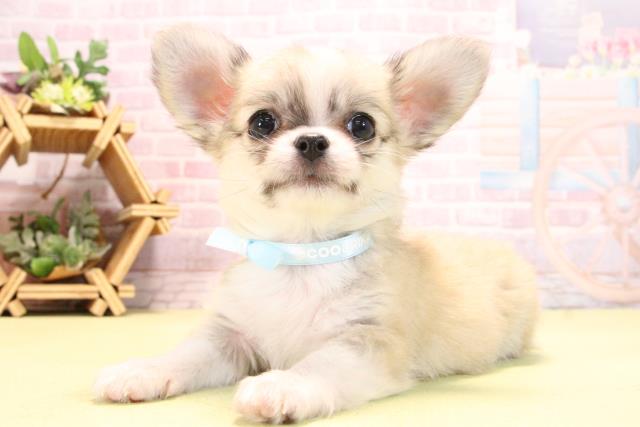 愛知県のチワワ(ロング) (Coo&RIKU東海店/2025年10月18日生まれ/男の子/フォーンホワイト)の子犬の3枚目の画像