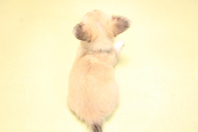 愛知県のチワワ(ロング) (Coo&RIKU東海店/2025年10月18日生まれ/男の子/フォーンホワイト)の子犬の4枚目の画像