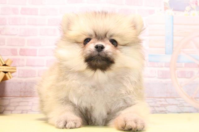 愛知県のポメラニアン (Coo&RIKU豊橋店/2025年10月19日生まれ/女の子/クリームセーブル)の子犬の1枚目の画像