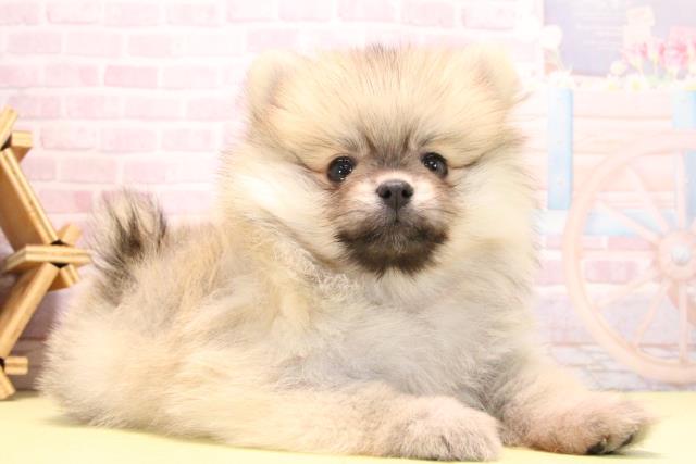 愛知県のポメラニアン (Coo&RIKU豊橋店/2025年10月19日生まれ/女の子/クリームセーブル)の子犬の2枚目の画像