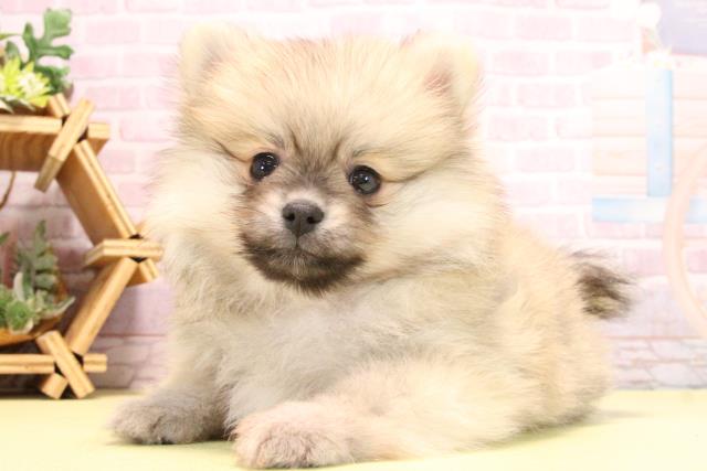 愛知県のポメラニアン (Coo&RIKU豊橋店/2025年10月19日生まれ/女の子/クリームセーブル)の子犬の3枚目の画像