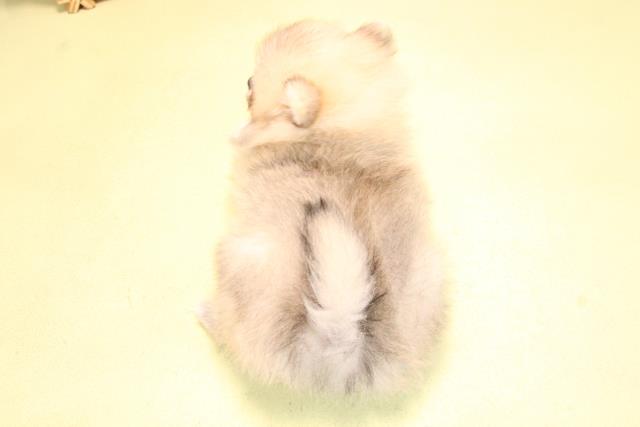 愛知県のポメラニアン (Coo&RIKU豊橋店/2025年10月19日生まれ/女の子/クリームセーブル)の子犬の4枚目の画像