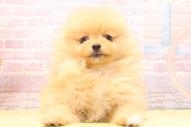 愛知県のポメラニアン (Coo&RIKU半田店/2025年10月18日生まれ/女の子/オレンジ)の子犬の1枚目の画像