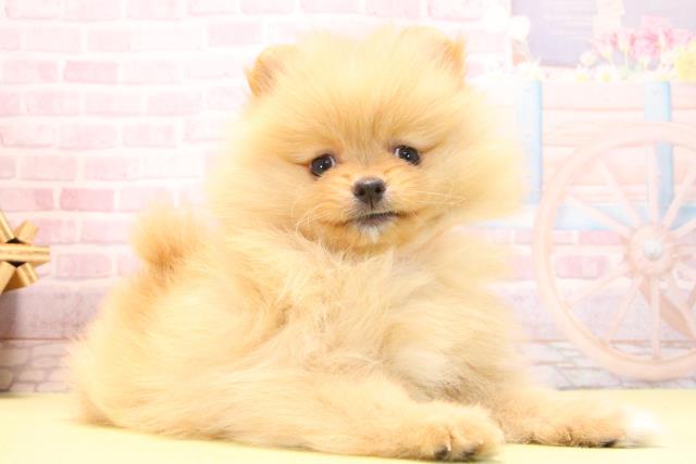 愛知県のポメラニアン (Coo&RIKU半田店/2025年10月18日生まれ/女の子/オレンジ)の子犬の2枚目の画像