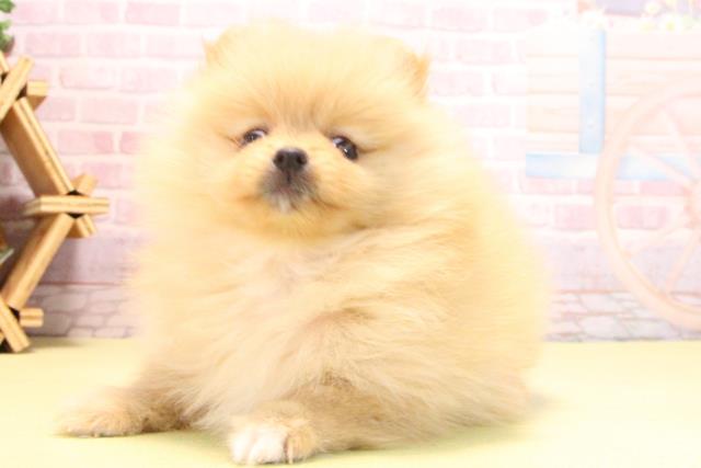 愛知県のポメラニアン (Coo&RIKU半田店/2025年10月18日生まれ/女の子/オレンジ)の子犬の3枚目の画像