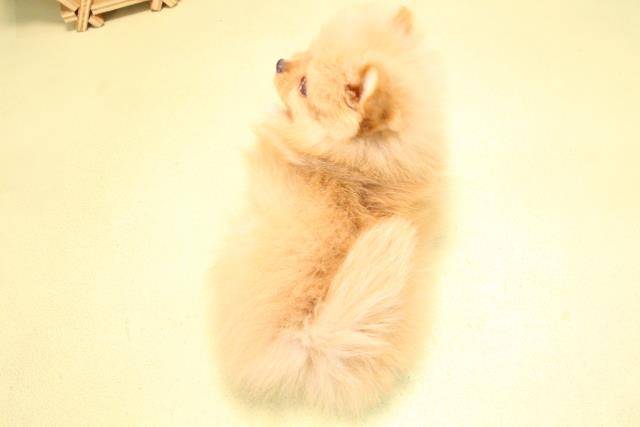 愛知県のポメラニアン (Coo&RIKU半田店/2025年10月18日生まれ/女の子/オレンジ)の子犬の4枚目の画像