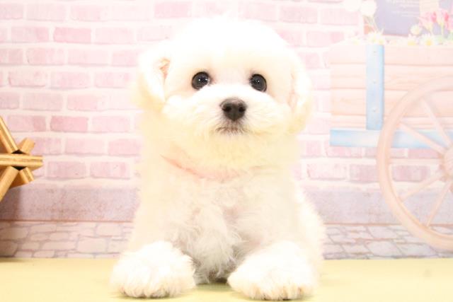 愛知県のビションフリーゼ (Coo&RIKU岡崎店/2025年10月15日生まれ/女の子/ホワイト)の子犬の1枚目の画像