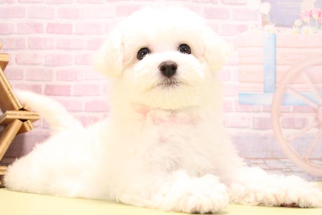 愛知県のビションフリーゼ (Coo&RIKU岡崎店/2025年10月15日生まれ/女の子/ホワイト)の子犬の2枚目の画像