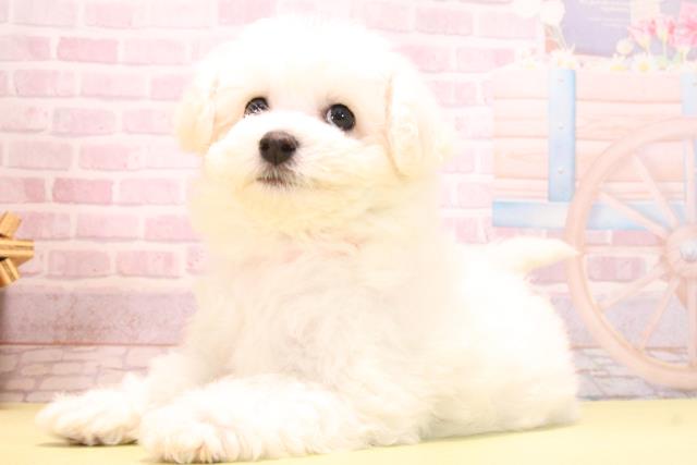 愛知県のビションフリーゼ (Coo&RIKU岡崎店/2025年10月15日生まれ/女の子/ホワイト)の子犬の3枚目の画像