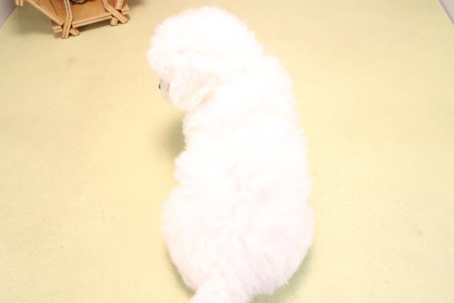 愛知県のビションフリーゼ (Coo&RIKU岡崎店/2025年10月15日生まれ/女の子/ホワイト)の子犬の4枚目の画像