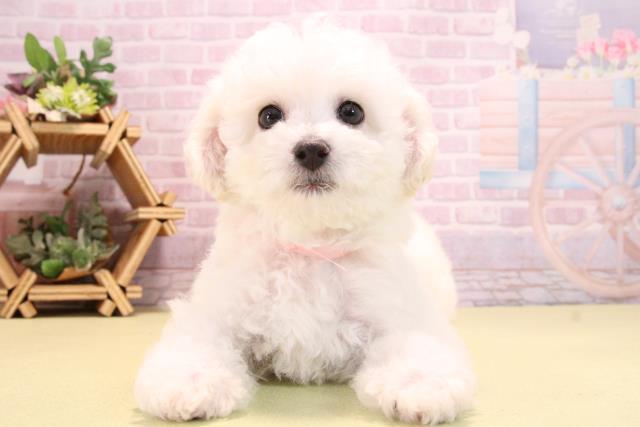 愛知県のビションフリーゼ (Coo&RIKU豊橋店/2025年10月15日生まれ/女の子/ホワイト)の子犬の1枚目の画像