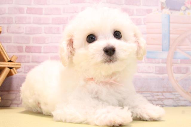 愛知県のビションフリーゼ (Coo&RIKU豊橋店/2025年10月15日生まれ/女の子/ホワイト)の子犬の2枚目の画像