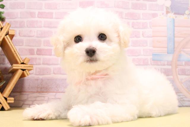 愛知県のビションフリーゼ (Coo&RIKU豊橋店/2025年10月15日生まれ/女の子/ホワイト)の子犬の3枚目の画像