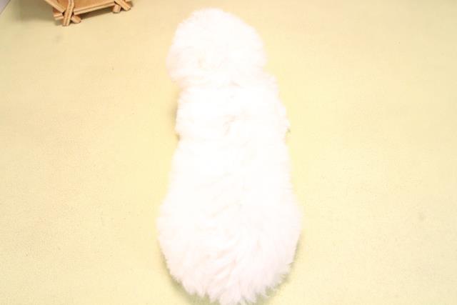 愛知県のビションフリーゼ (Coo&RIKU豊橋店/2025年10月15日生まれ/女の子/ホワイト)の子犬の4枚目の画像