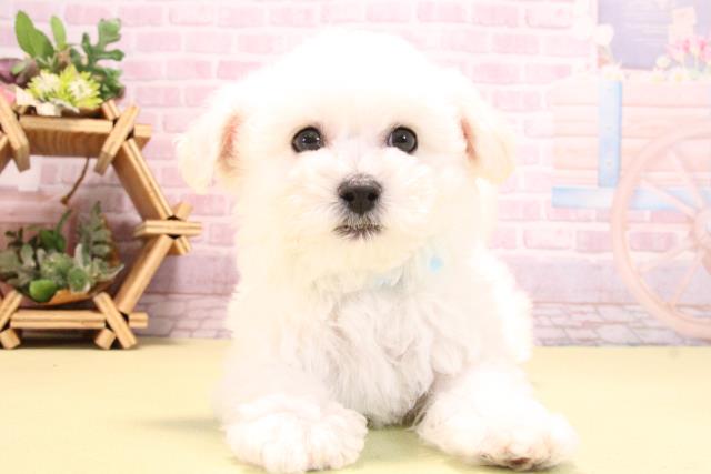 愛知県のビションフリーゼ (Coo&RIKU豊田店/2025年10月15日生まれ/男の子/ホワイト)の子犬の1枚目の画像