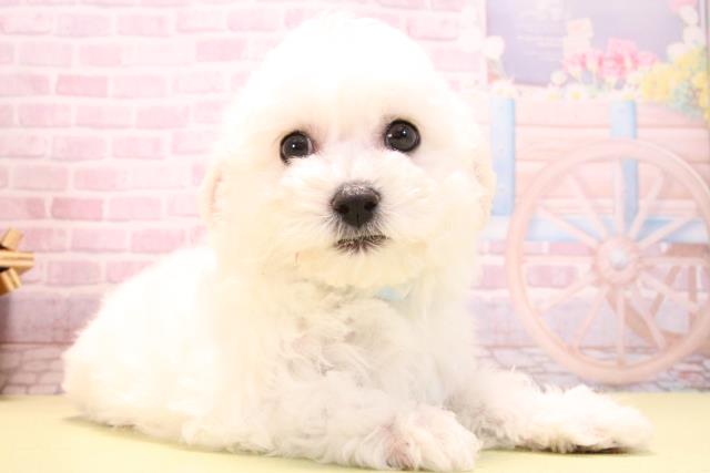 愛知県のビションフリーゼ (Coo&RIKU豊田店/2025年10月15日生まれ/男の子/ホワイト)の子犬の2枚目の画像