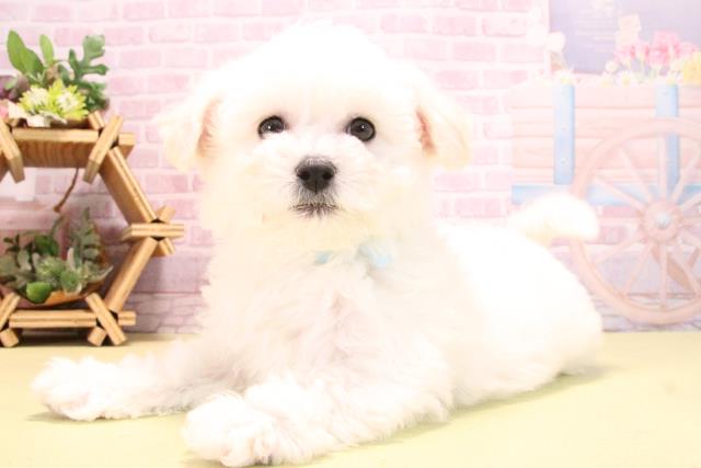 愛知県のビションフリーゼ (Coo&RIKU豊田店/2025年10月15日生まれ/男の子/ホワイト)の子犬の3枚目の画像