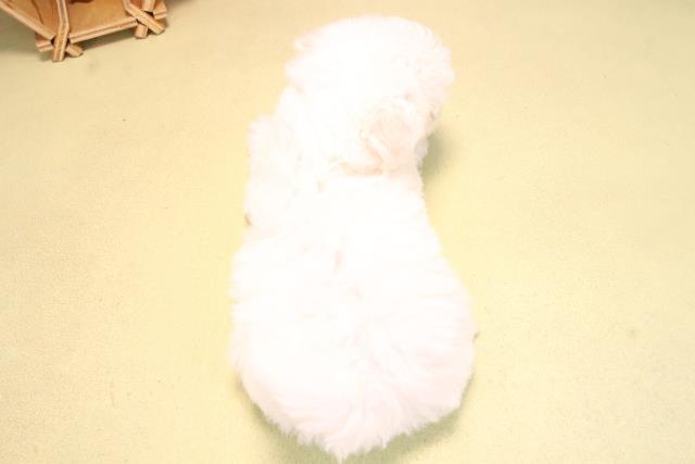 愛知県のビションフリーゼ (Coo&RIKU豊田店/2025年10月15日生まれ/男の子/ホワイト)の子犬の4枚目の画像