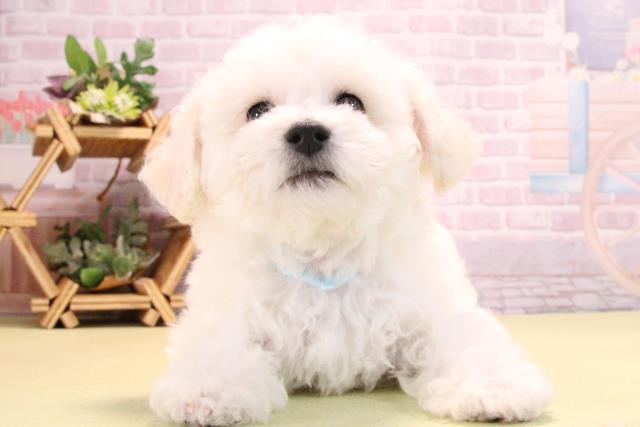 愛知県のビションフリーゼ (Coo&RIKU半田店/2025年10月15日生まれ/男の子/ホワイト)の子犬の1枚目の画像