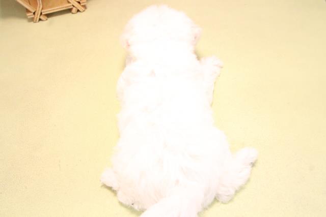 愛知県のビションフリーゼ (Coo&RIKU半田店/2025年10月15日生まれ/男の子/ホワイト)の子犬の4枚目の画像