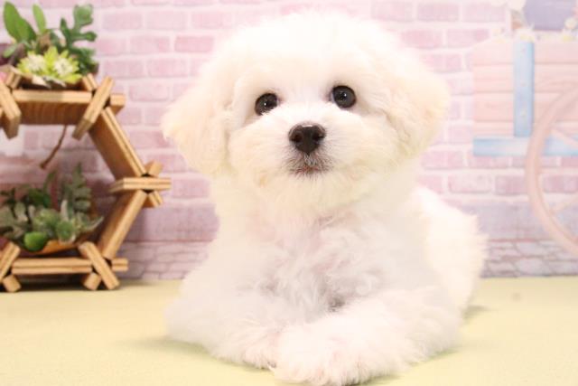 愛知県のビションフリーゼ (Coo&RIKU東海店/2025年10月14日生まれ/女の子/ホワイト)の子犬の1枚目の画像