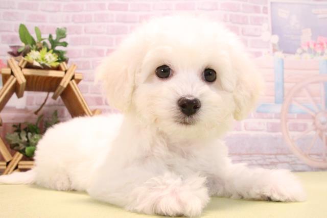 愛知県のビションフリーゼ (Coo&RIKU東海店/2025年10月14日生まれ/女の子/ホワイト)の子犬の2枚目の画像